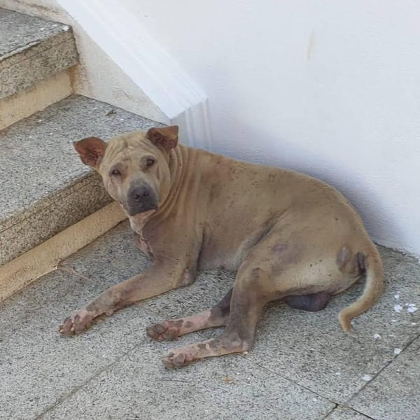 Der alte Hund